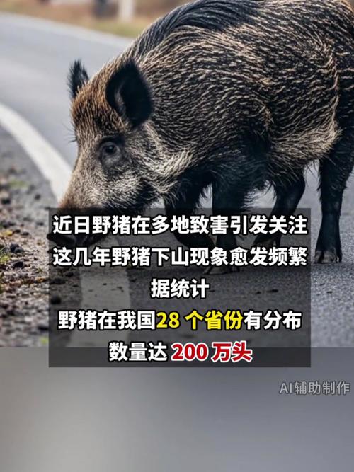神农架发生野猪非洲猪瘟疫情,神农架食肉动物-第4张图片 神农架发生野猪非洲猪瘟疫情,神农架食肉动物-第4张图片
