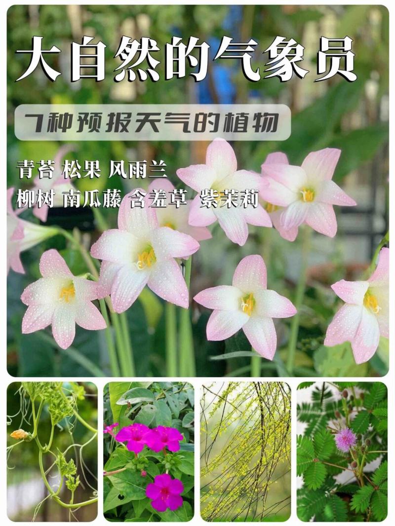 西双版纳天气预报，西双版纳天气预报15天准确一览表图片